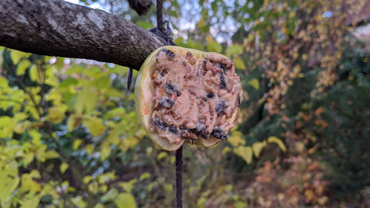 Vogelfutter in einem halben, ausgehöhlten Apfel.