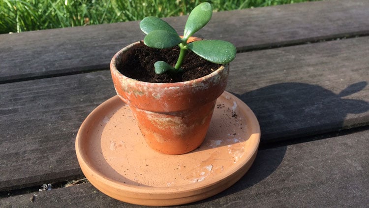 Frische eingesetzter Pfenigbaum.