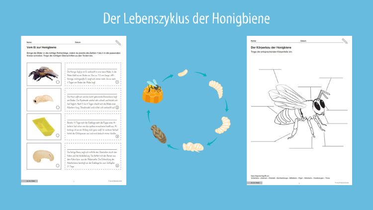 Lebenszyklus Honigbiene