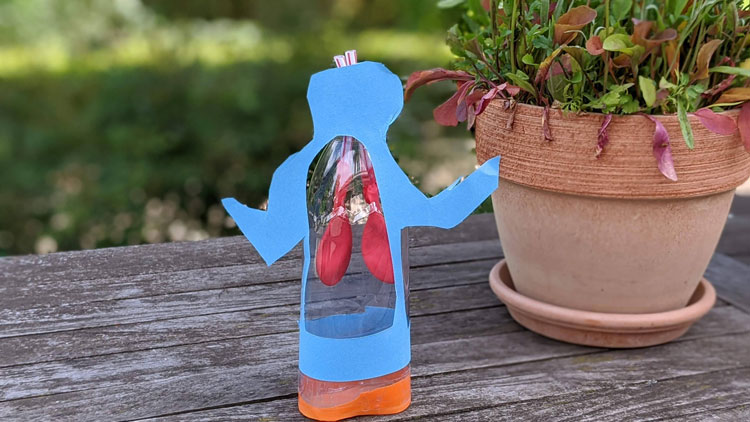 Lungenmodell aus einer Plastikflasche und Luftballons gebastelt.