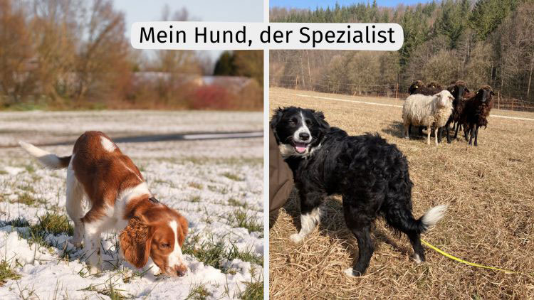 jagdhund schnüffelt und Border Collie vor Schafherde