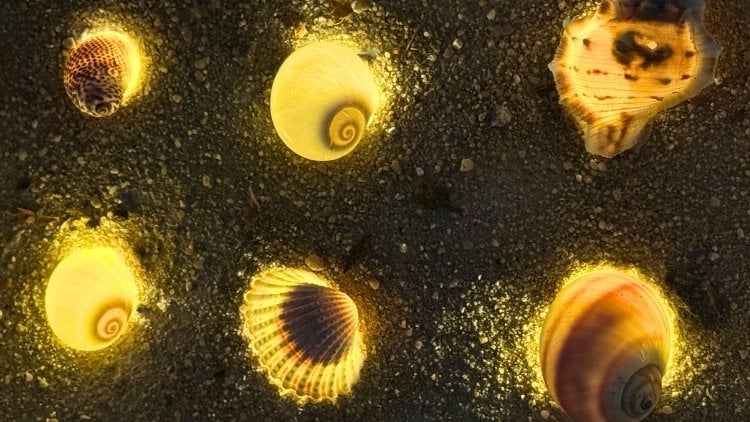 Leuchtende Muscheln, die mit einer Lichterkette beleuchtet werden