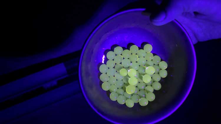 Wasserperlen in Tonic gequollen eignen sich für optische Experimente mit Schwarzlicht.