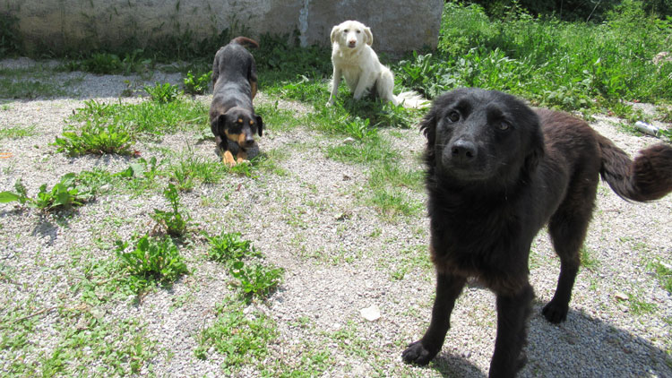 Hunde vor dem Schulgelände