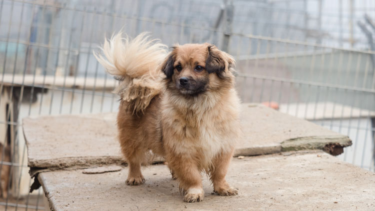 Hund auf Hundehütte