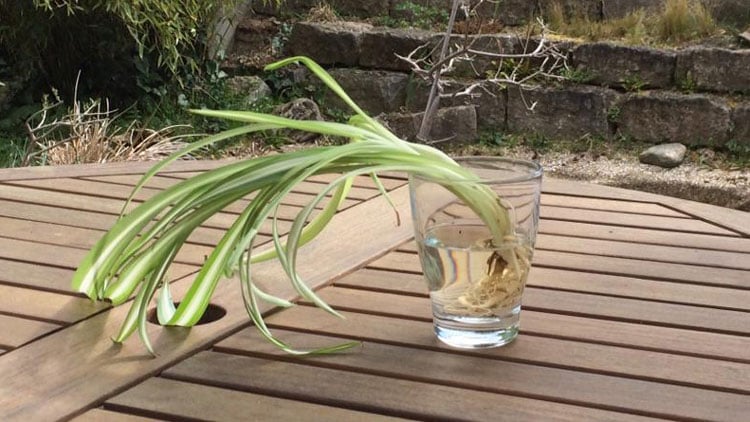 monstera wachstumsphase Monstera Deliciosa Variegata L main image 1