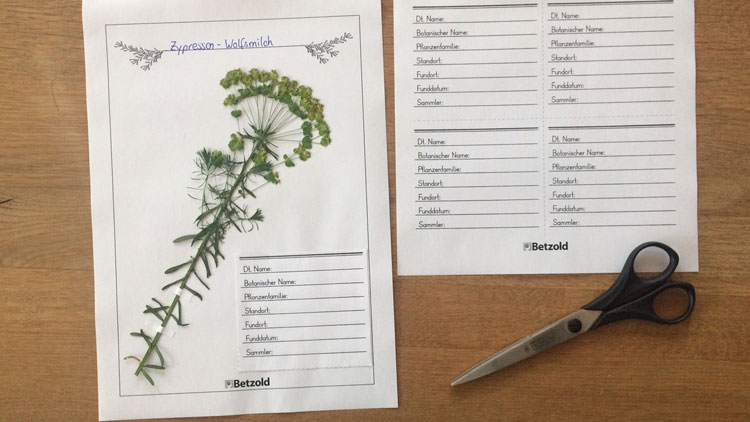 Kopiervorlage Etiketten für Herbarium