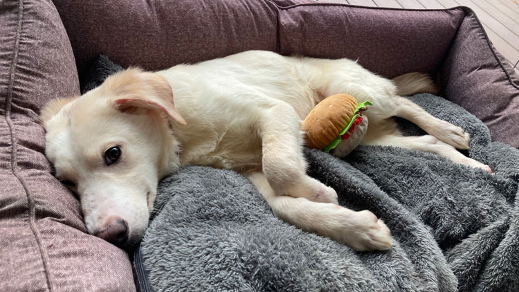 Hund liegt in Hundebett